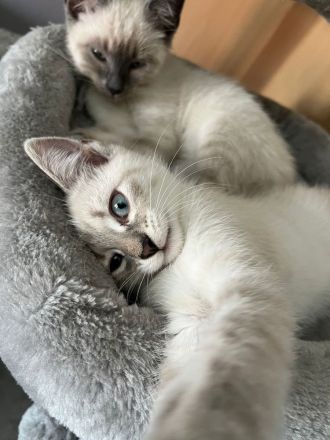 Süsse Katzenbabys zu verkaufen