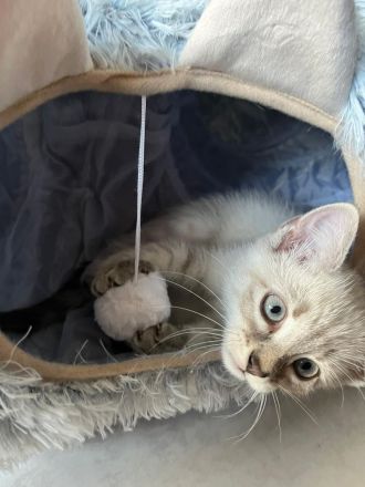 Süsse Katzenbabys zu verkaufen