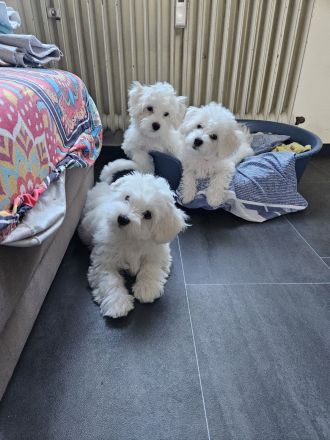 3 Bichon Frise Welpen Rüden 13 Wochen