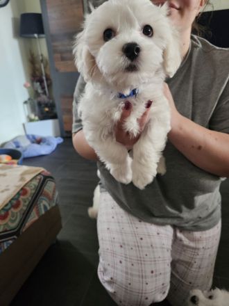 3 Bichon Frise Welpen Rüden 13 Wochen