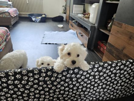 3 Bichon Frise Welpen Rüden 13 Wochen