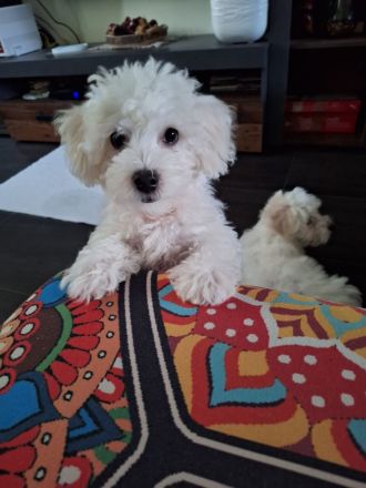 3 Bichon Frise Welpen Rüden 13 Wochen