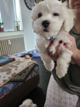 3 Bichon Frise Welpen Rüden 13 Wochen