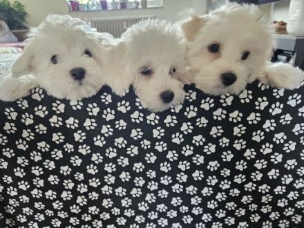 3 Bichon Frise Welpen Rüden 13 Wochen