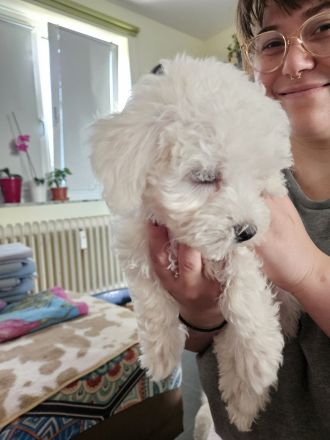 3 Bichon Frise Welpen Rüden 13 Wochen