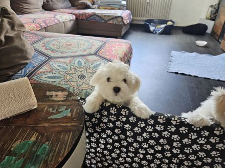 3 Bichon Frise Welpen Rüden 13 Wochen