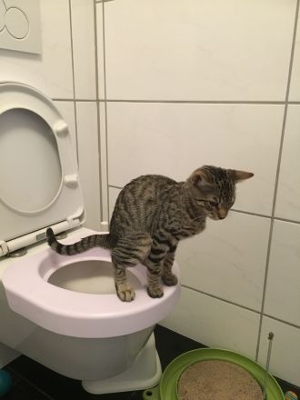 Bengal BKH Kater mit Stammbaum Menschenklonutzer menschenbezogen Schnurrer kastriert geship