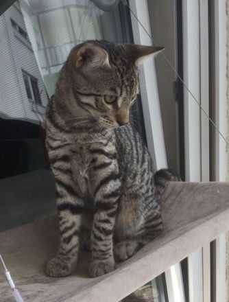 Bengal BKH Kater mit Stammbaum Menschenklonutzer menschenbezogen Schnurrer kastriert geship