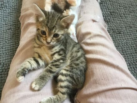 Bengal BKH Kater mit Stammbaum Menschenklonutzer menschenbezogen Schnurrer kastriert geship