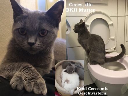 Bengal BKH Kater mit Stammbaum Menschenklonutzer menschenbezogen Schnurrer kastriert geship