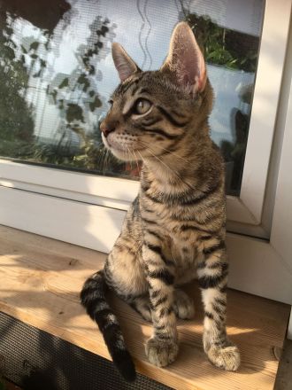 Bengal BKH Kater mit Stammbaum Menschenklonutzer menschenbezogen Schnurrer kastriert geship