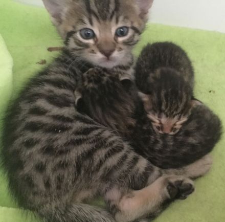 Bengal BKH Kater mit Stammbaum Menschenklonutzer menschenbezogen Schnurrer kastriert geship