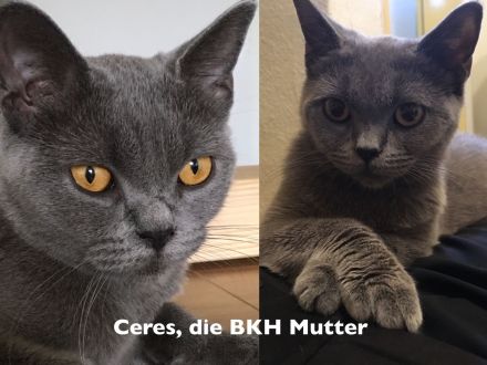 Bengal BKH Kater mit Stammbaum Menschenklonutzer menschenbezogen Schnurrer kastriert geship