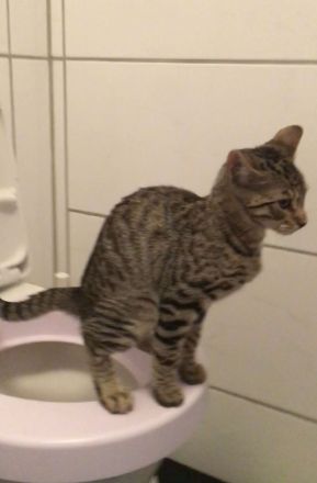 Bengal BKH Kater mit Stammbaum Menschenklonutzer menschenbezogen Schnurrer kastriert geship