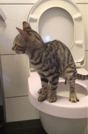 Bengal BKH Kater mit Stammbaum Menschenklonutzer menschenbezogen Schnurrer kastriert geship