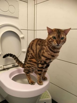 Bengal Kater mit Stammbaum Menschenklonutzer Leinenführig menschenbezogen Schnurrer kastriert geship