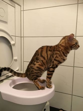 Bengal Kater mit Stammbaum Menschenklonutzer Leinenführig menschenbezogen Schnurrer kastriert geship