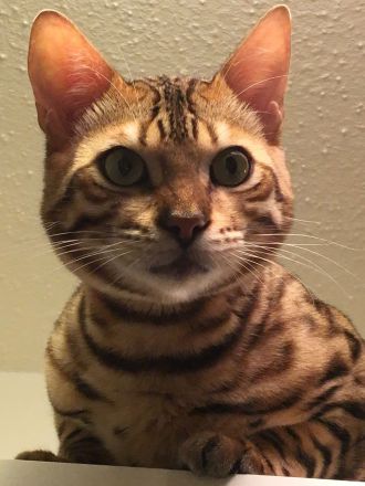 Bengal Kater mit Stammbaum Menschenklonutzer Leinenführig menschenbezogen Schnurrer kastriert geship