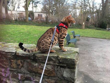 Bengal Kater mit Stammbaum Menschenklonutzer Leinenführig menschenbezogen Schnurrer kastriert geship
