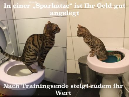 Bengal Kater mit Stammbaum Menschenklonutzer Leinenführig menschenbezogen Schnurrer kastriert geship