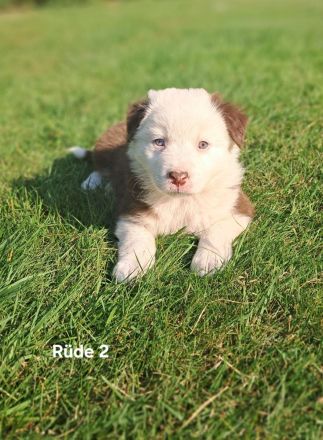 Australian Sheperd Wellpen