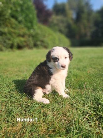 Australian Sheperd Wellpen