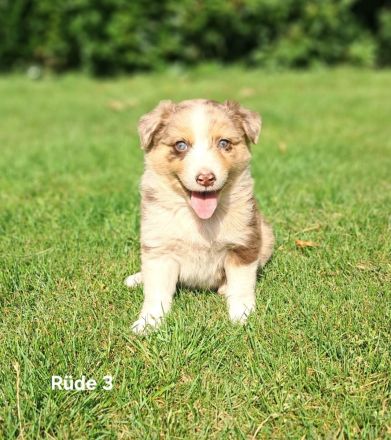 Australian Sheperd Wellpen