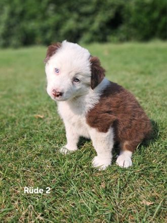 Australian Sheperd Wellpen