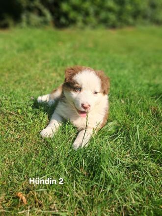 Australian Sheperd Wellpen