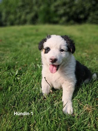 Australian Sheperd Wellpen
