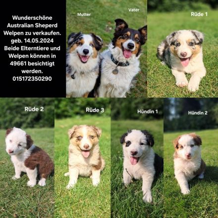 Australian Sheperd Wellpen