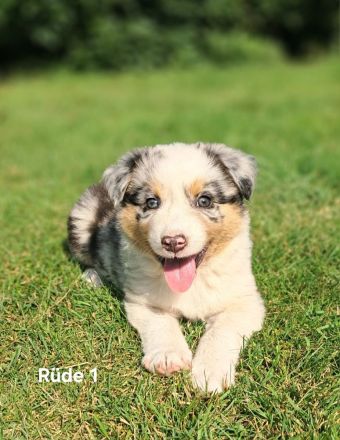 Australian Sheperd Wellpen