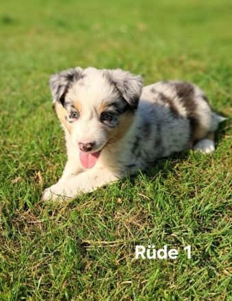 Australian Sheperd Wellpen