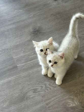 Süße Kuschelige BKH Kitten