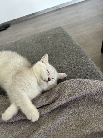 Süße Kuschelige BKH Kitten