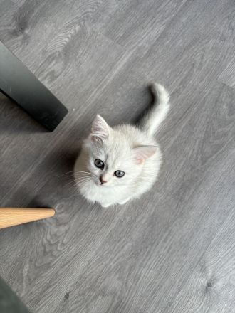 Süße Kuschelige BKH Kitten