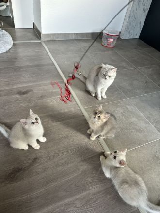 Süße Kuschelige BKH Kitten