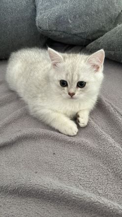 Süße Kuschelige BKH Kitten