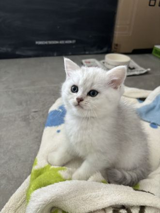 Süße Kuschelige BKH Kitten