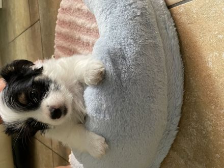 Biewer Yorkshire Terrier