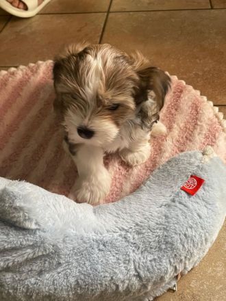 Biewer Yorkshire Terrier