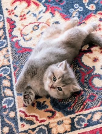 Ein wundervoller BKH Kater