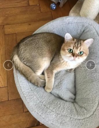 Ein wundervoller BKH Kater