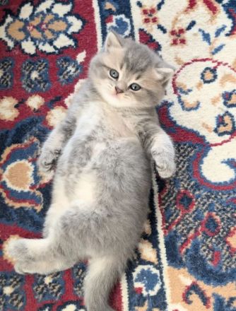 Ein wundervoller BKH Kater