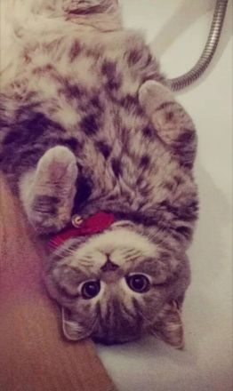 Ein wundervoller BKH Kater