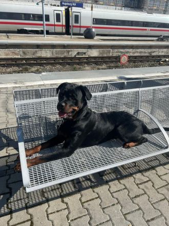 Rottweiler Rüde 2 Jahre alt