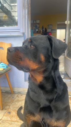 Rottweiler Rüde 2 Jahre alt