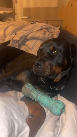 Rottweiler Rüde 2 Jahre alt