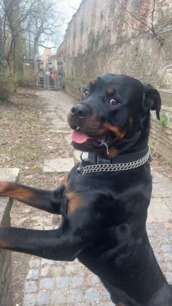 Rottweiler Rüde 2 Jahre alt