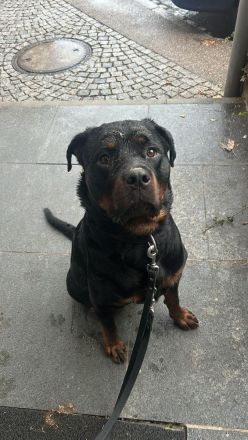 Rottweiler Rüde 2 Jahre alt